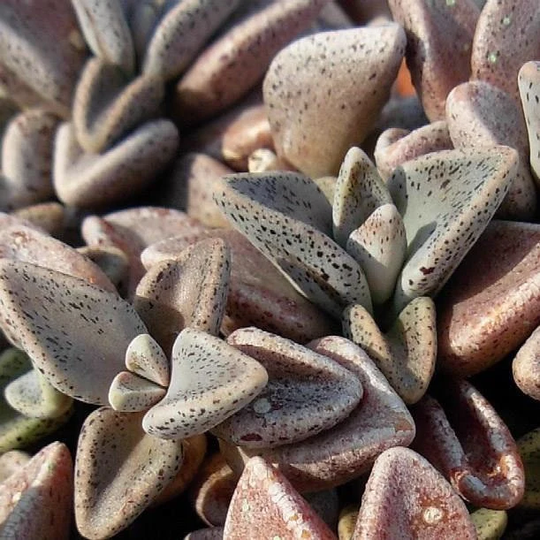 Lenophyllum Guttatum X 10 Seeds - Succulent Plant -Rarely Offered Seeds