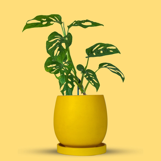 Yellow Indoor Plant Pot | Bright Colourful Gifts For Lovers