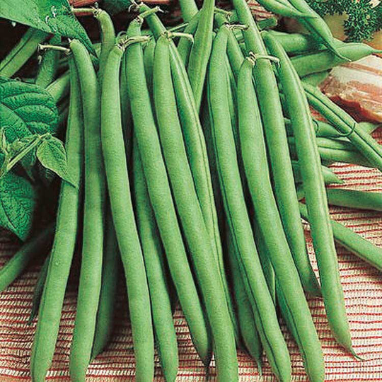 Bean Seeds - Green Pole Great Provider Beans 50 Vegetable