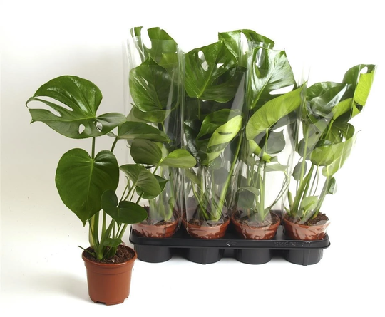 Monstera Cheese Plant 14cm Pot