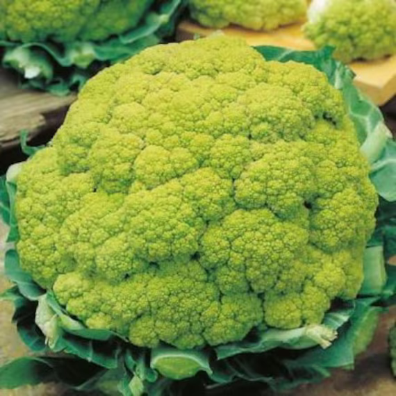 Cabbage Seeds Cauliflower Shennon About 100