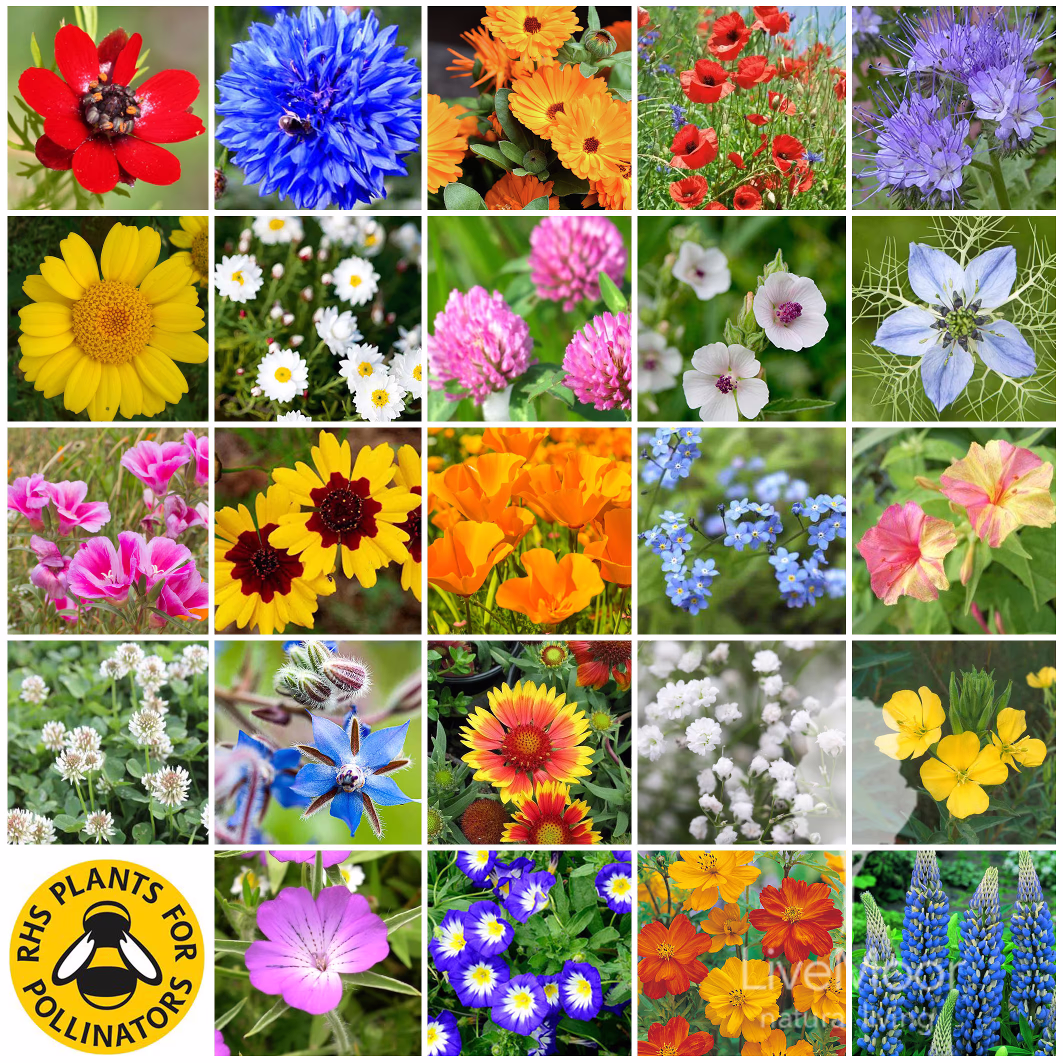 Livemoor Wild Flower Meadow Seeds - Help Save The UK Bee Population