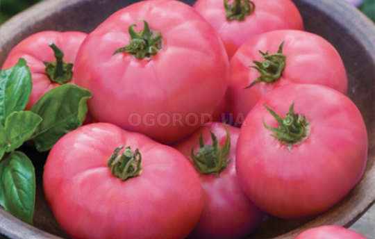 Tomato Seeds Pink Volgogradsky About 20