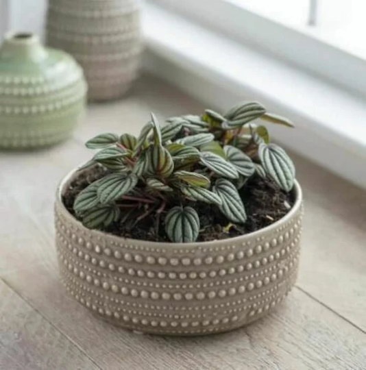 stone Textured Ceramic Bowl Planter, Glazed Bulb Succulent Pot, Castello, Round Indoor House Plant Pot