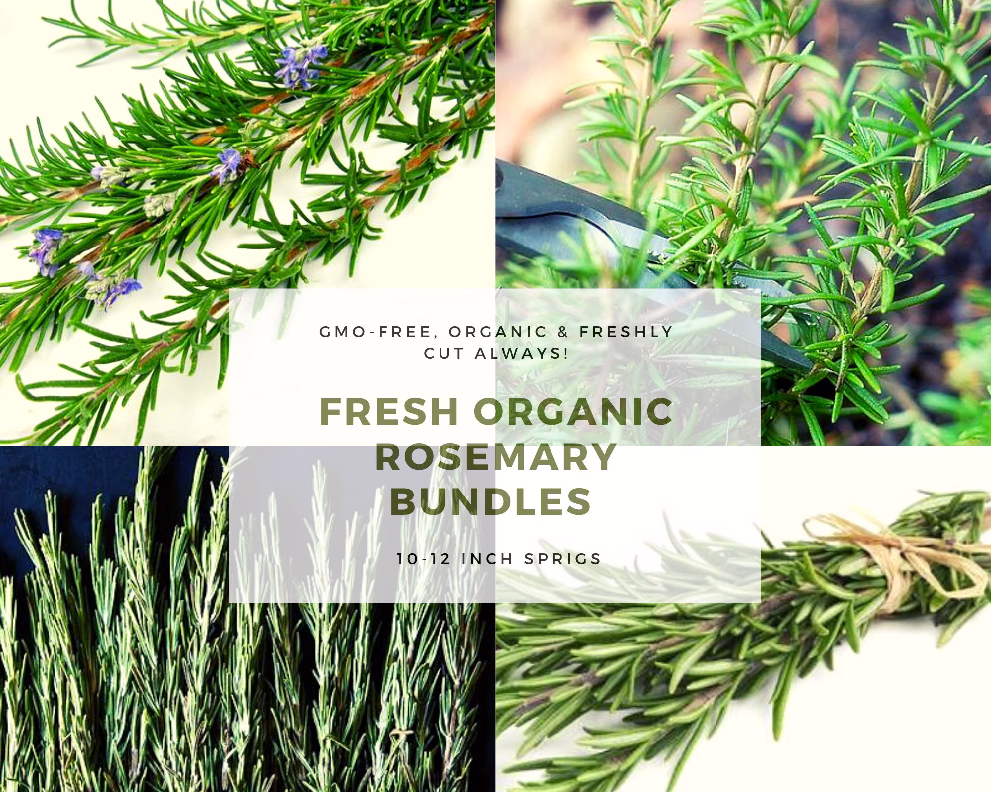 Fresh Organic Rosemary Bundle Sprigs Plant