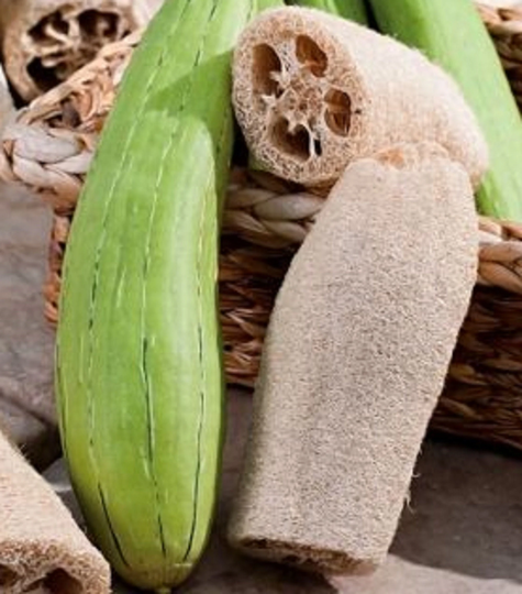 Loofa Seeds - Sponge Gourd Luffa Aegyptica/Cylindrica Loofah Tcm Si Gua Herb Medicinal Apothecary Annual Climber 15/30/50