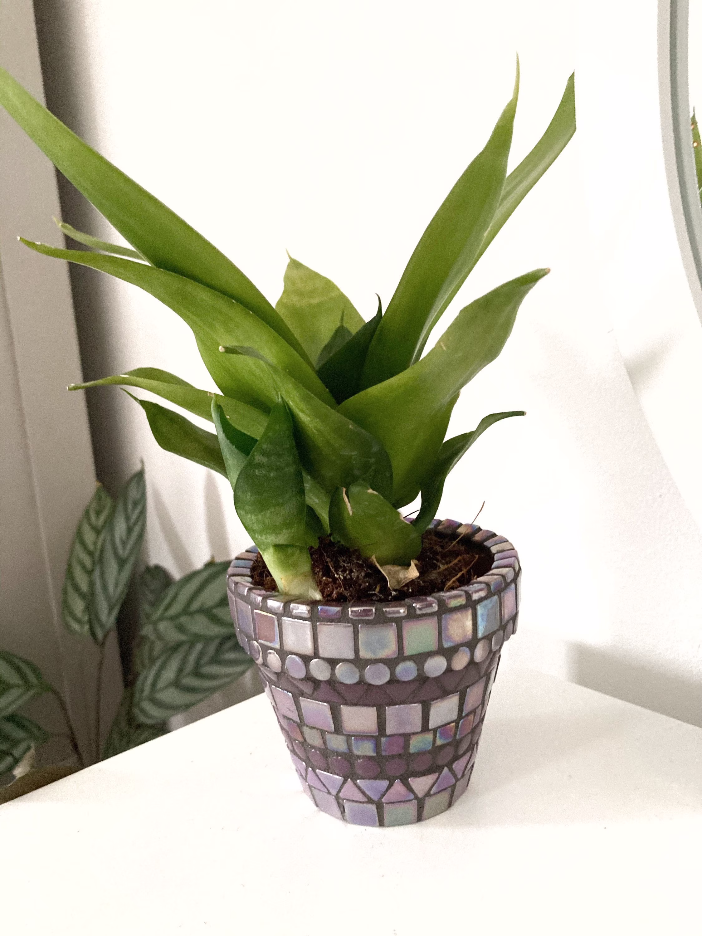 Handmade Mini Purple Mosaic Indoor | Outdoor Plant Pot Home Decor Birthday Gift Cactus Planter