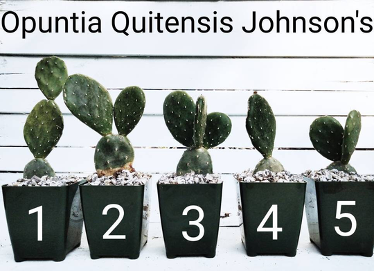 Opuntia Quitensis Johnson's Johnsoni|Red Buttons