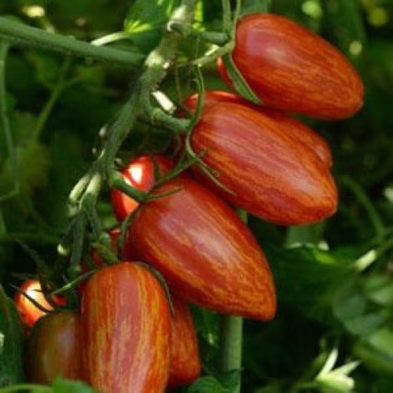 Tomato Seeds Sweet Kasadi About 20 Seeds