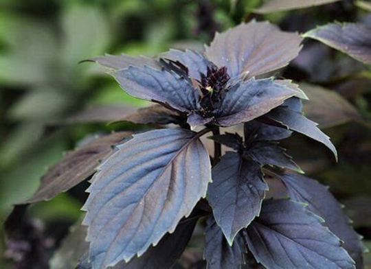 Herb - Basil Dark Opal Seeds Red/Purple X 1500