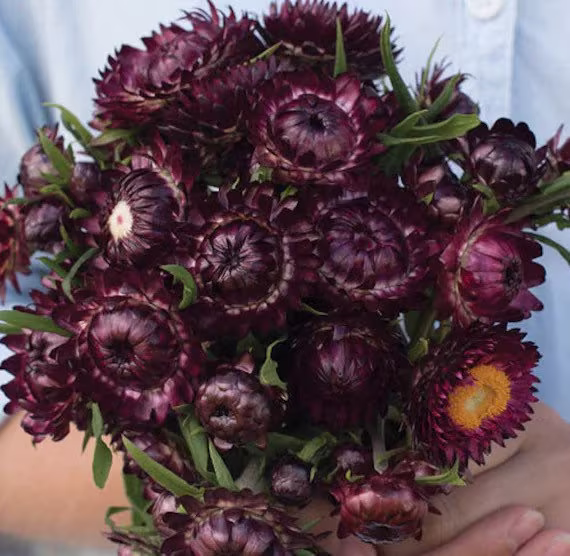 strawflower "Purple Red