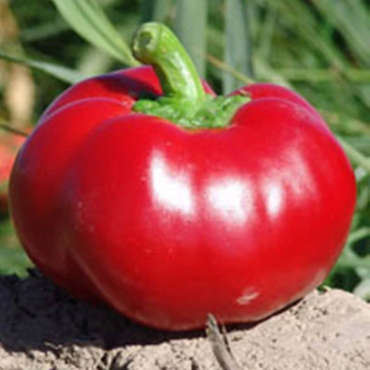 Sweet Pepper Alexander Seeds Open-Pollinating Non Gmo For Planting | 204543