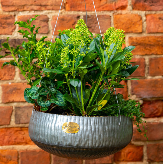 Barberry Vintage Hanging Planters Set Of Three