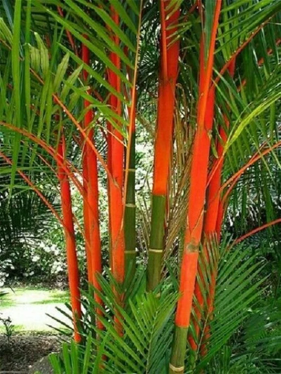 15 X Lipstick Palm Seeds - Cyrtostachys Renda