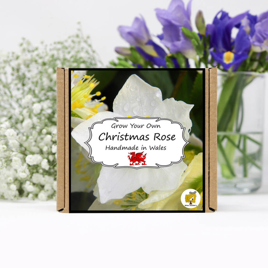 Grow Your Own Christmas Rose Plant Kit