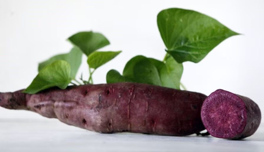 Myanmar Purple Sweet Potato - 4 | Four Asian Starters Starter Plants 4-6 Inches Tall