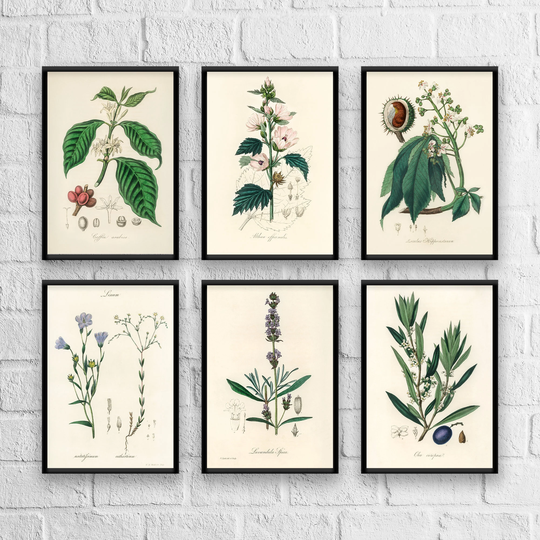 Antique Herbs Print Set No. 2, Herb Prints, Botanical Art, Set, Kitchen Giclee Christmas Gift