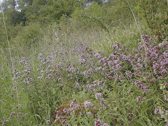 Wild Marjoram Origanum Vulgare, Approx, 200 Seeds Flower