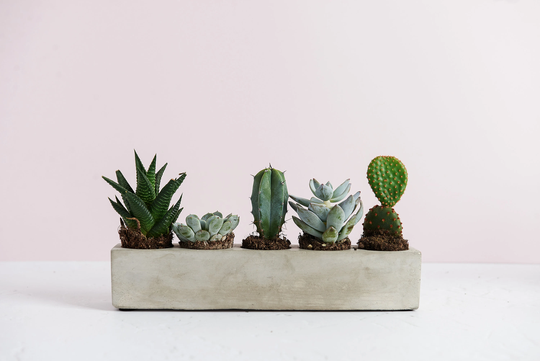 5 Plant Concrete Planter, Minimal Indoor Plant Pot With Space For Cacti Or Succulents