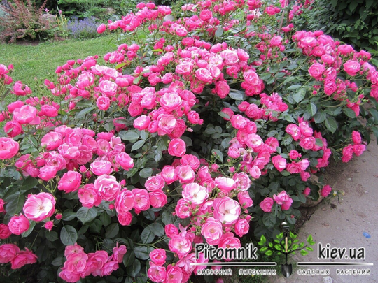 Flower Seeds Chinese Rose Angel