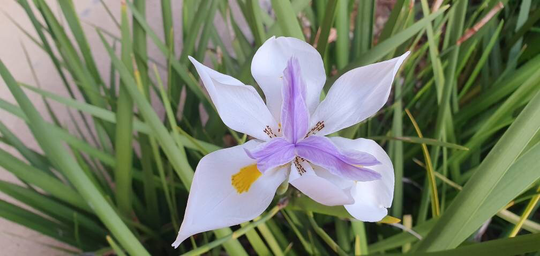 Agapanthus Seeds X 20 Wild Iris 3 Lily Flower Purple Yellow White Petals Dietes Grandiflora Arrangement Fairy Garden Planter Unrooted Green