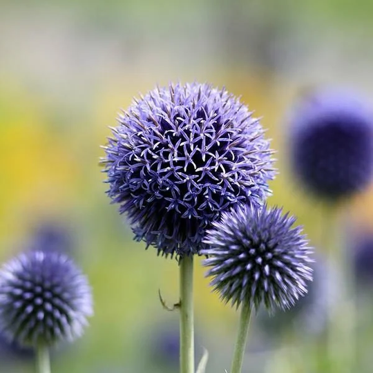Southern Globethistle - 50 Seeds Non Gmo