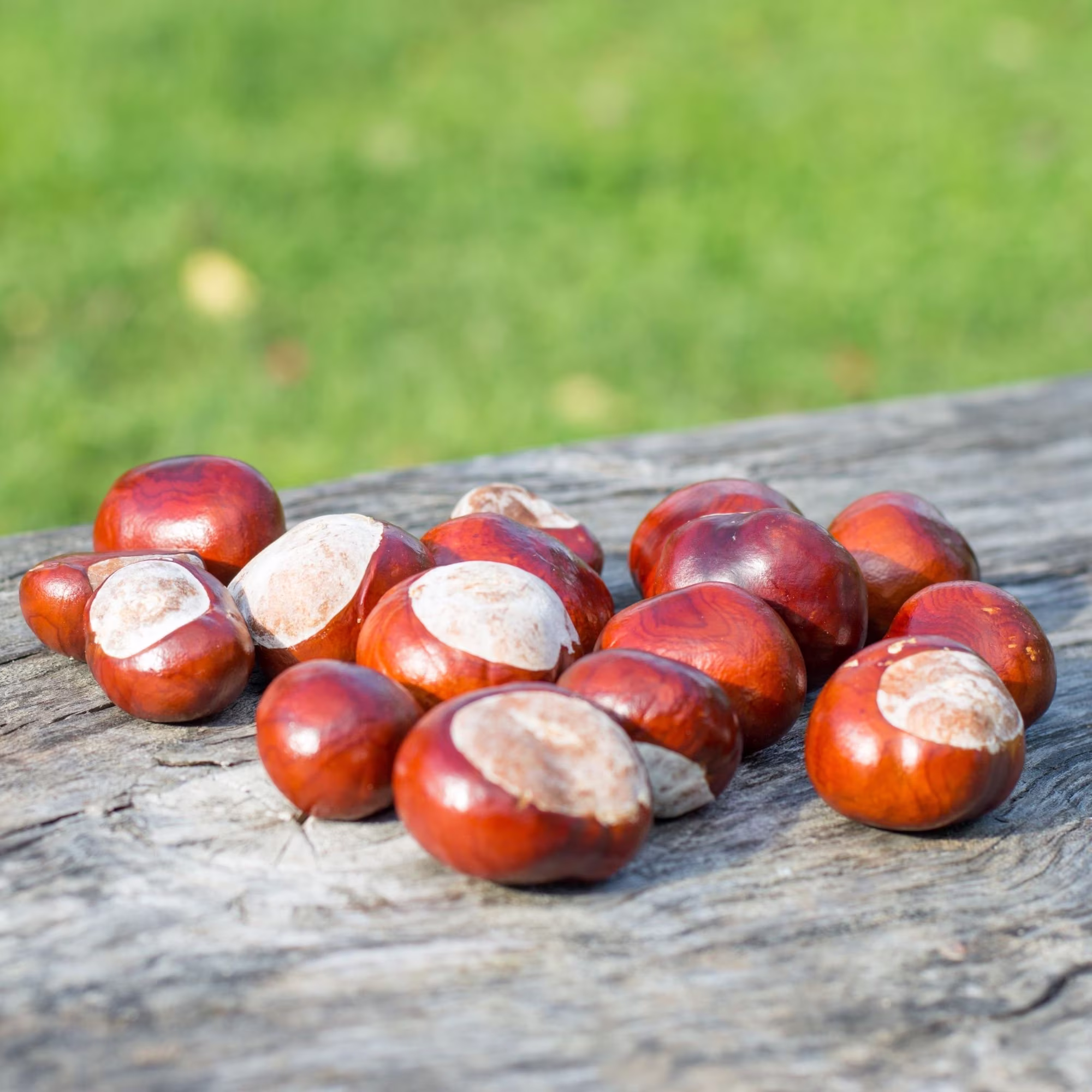 11 Horse Chestnuts - Organic Autumn Decor Chestnut Seeds Craft Table Trees For Planting