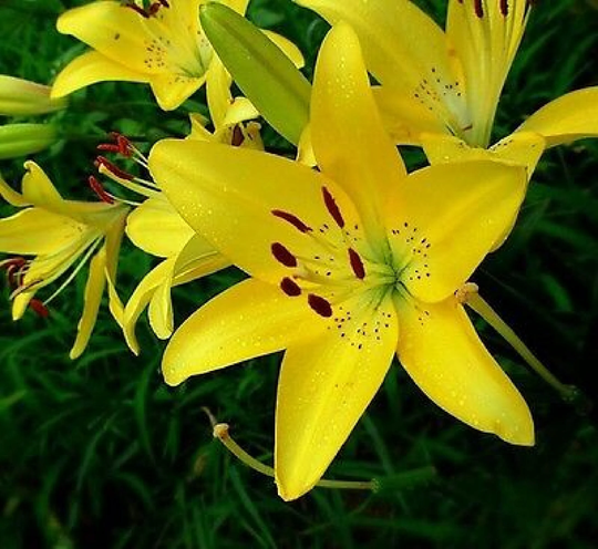 50Pcs Lily Plant Seeds Potted Bonsai Lilium Flower Perfume | Code 82