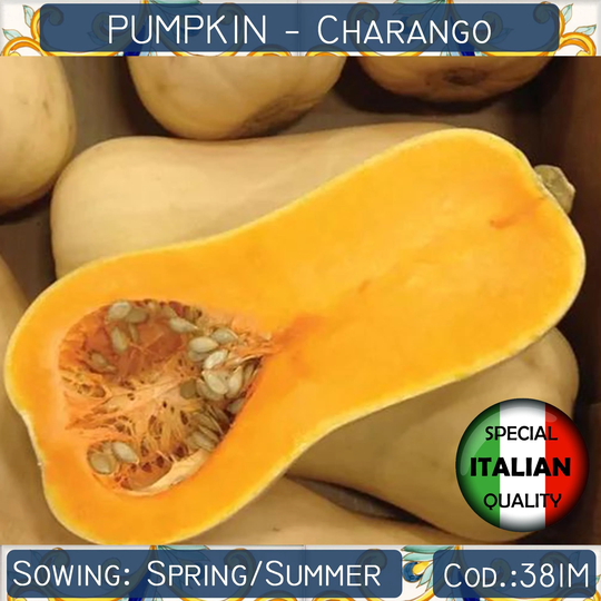 10 Pumpkin Charango Seeds, Butternut Italian Garden Vegetable, Vegetable Non Gmo #381M