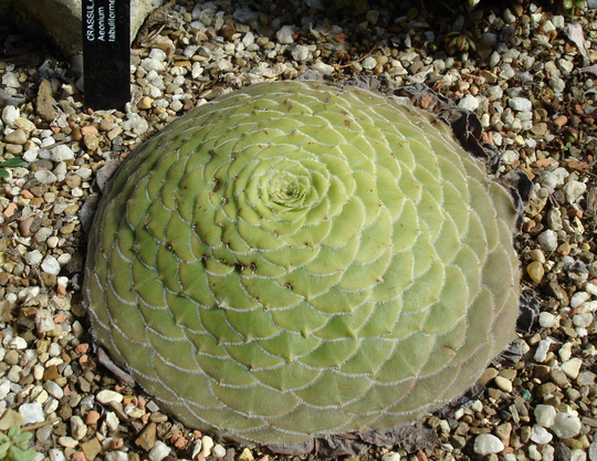 10 X Aeonium Tabuliforme Seeds - Succulent Rarely Offered