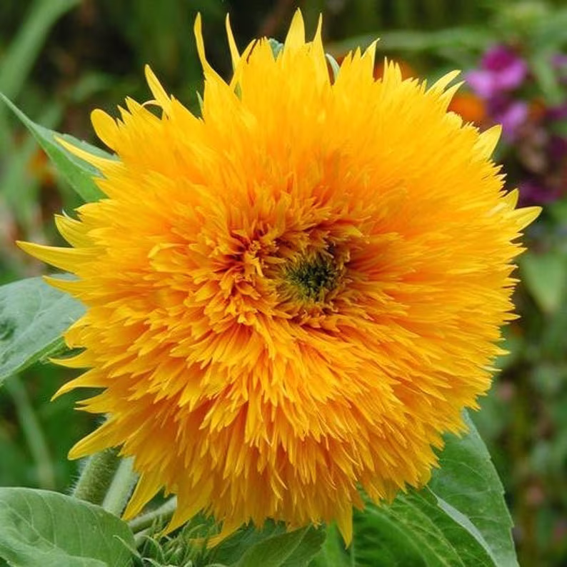 Usa Seller Orange Sun Sunflower 25 Seeds Heirloom Helianthus Annuus