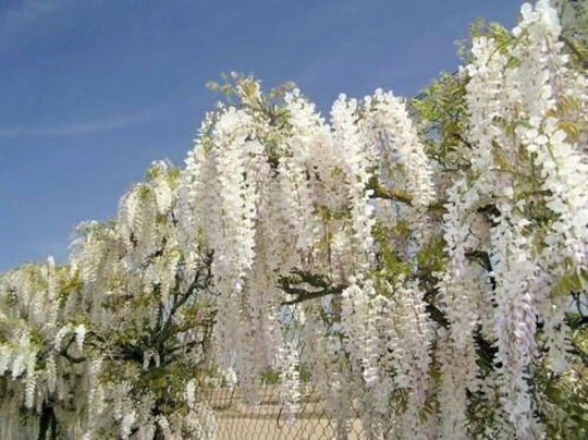 Clara Mack Kentucky Wisteria - Flower Seeds | 5 Pcs Macrostachya