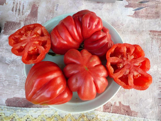 Tomato Seeds American Ribbed Red About 20