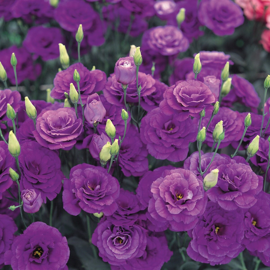 Lisianthus Seeds Borealis Blue 25 Pelleted Flower