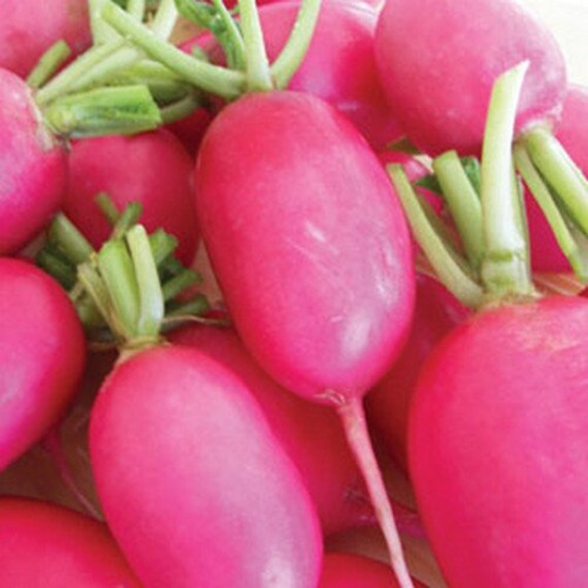 Radish Lady Slipper Vegetable Seeds | Raphanus Sativus 50+Seeds