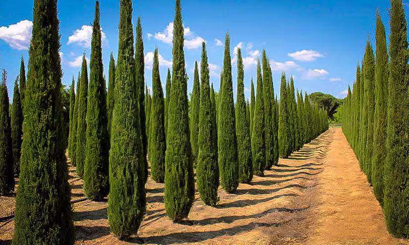 Italian Cypress Tree | Cupressus Sempervirens Seeds