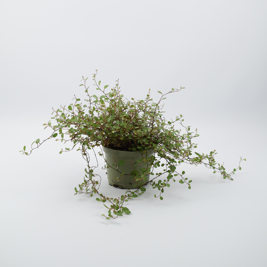 Muehlenbeckia Complexa Maidenhair Vine 11cm Pot