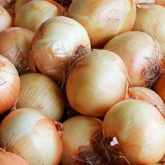 Heirloom Sweet Yellow Spanish Onion Seeds 50+ Ships Free