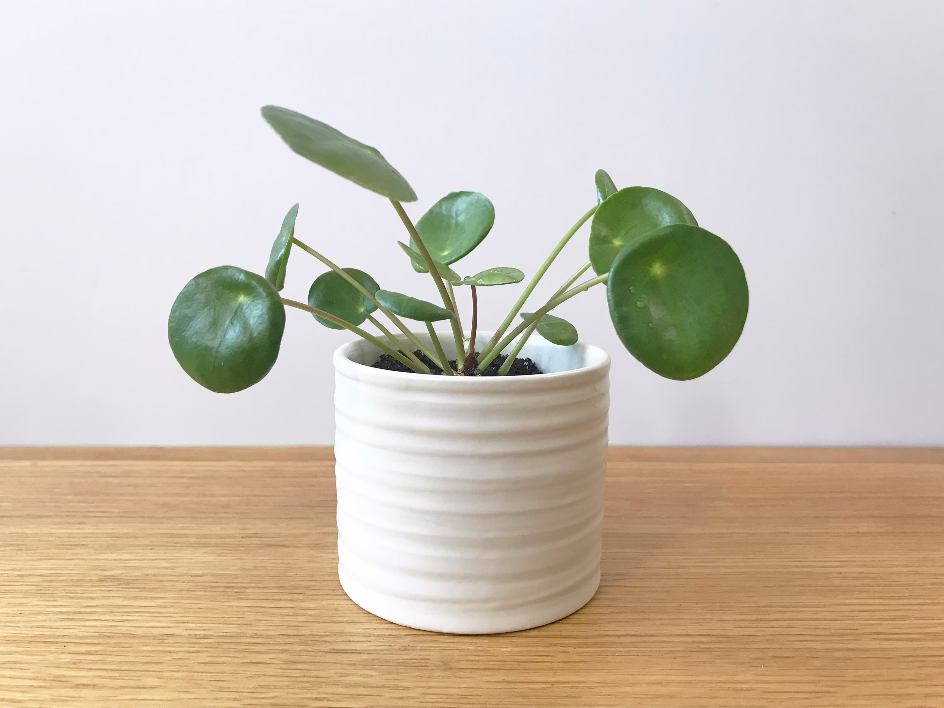 Pots For Plants, Ceramic Planter, Flower Pot Indoor, White Plant Textured, Small Round Planter 3, 4.5 Inch, Succulent Cactus Houseplant