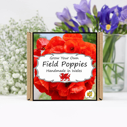 Grow Your Own Remembrance Poppy Flowers Kit