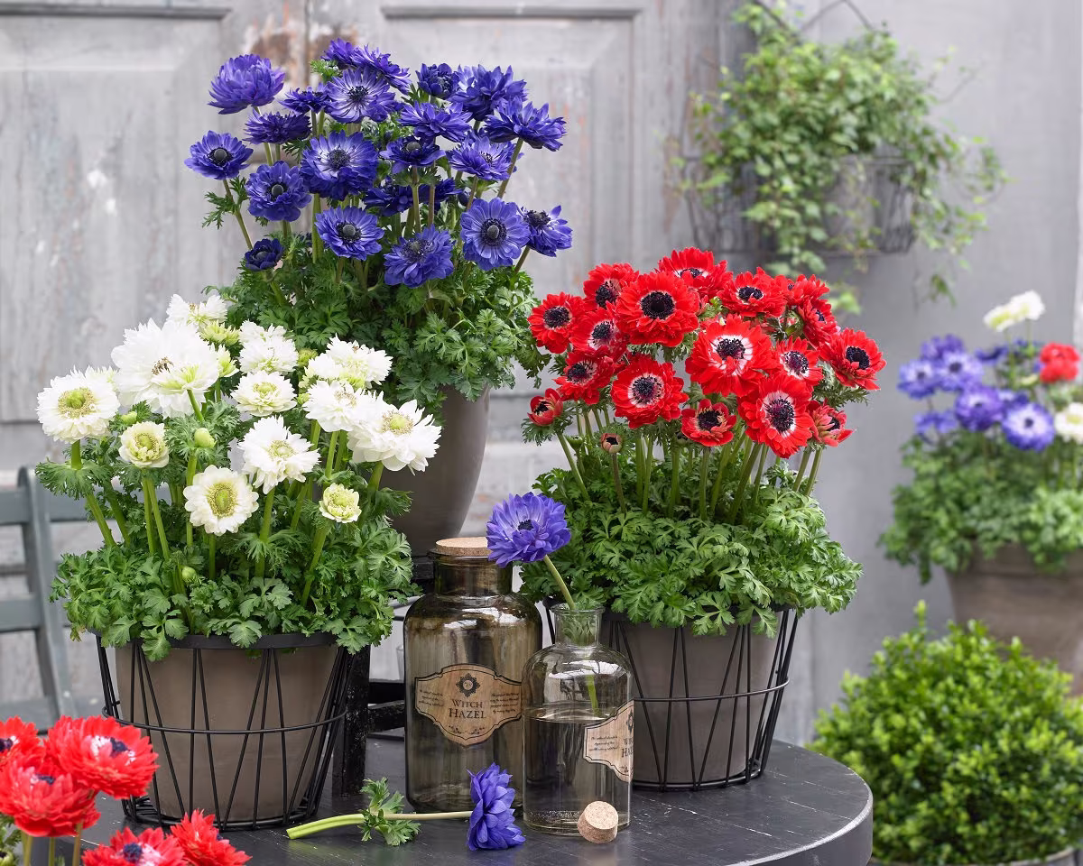 Anemone Seeds Harmony Double Mix 25 Thru 100 Seeds Flower Perennial F1