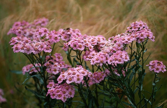 Seeds - Yarrow Love Parade Achillea