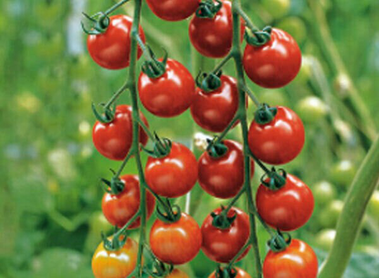 Vegetable - Tomato Nectar F1 5 Premium Quality Seeds