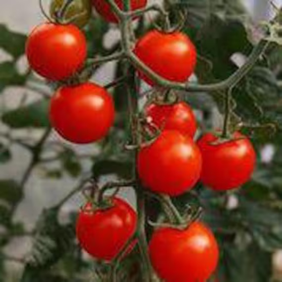 Chadwick Cherry Heirloom Tomato Seeds, Us - Non Gmo, Organic, Free Seeds With Every Order