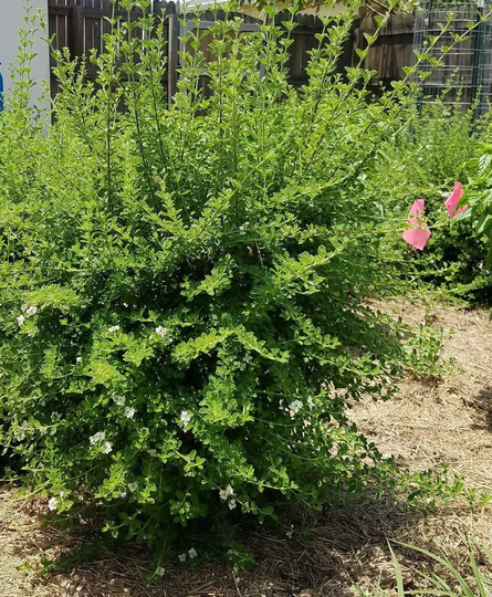 3-Live Plants - Dominican, Puerto Rican & Jamaican Oregano A Free Sample Of Fresh Dried Leaves