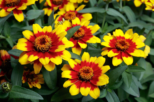 Zinnia Seeds Profusion Red & Yellow Bicolor 50