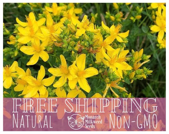 3500+ St. John's Wort Seeds | Non-Gmo, Heirloom, Native Perennial Wildflower Pollinator Plant Garden Seed For Bees, Butterflies, Packet