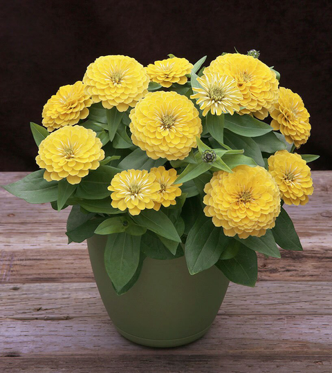 Zinnia Seeds Preciosa Light Yellow 25 Thru 250 F1