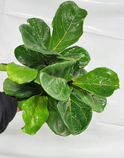 8" Fiddle Leaf Fig