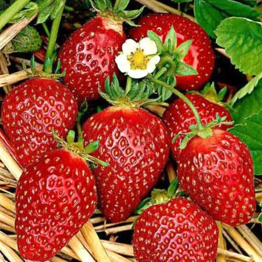 Berry Seeds Fragaria Ananassa | Packing 0, 03 G; Color Red, Wild Berry, Strawberry, Strawberry Seeds, Berries Red